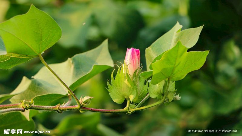 总是患得患失、缺乏安全感？可能是你的依恋模式在作怪 —— 颜