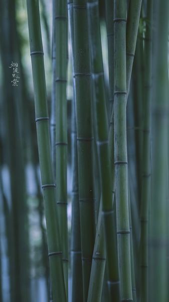 高中生早恋家长怎么处理：你需要知道的几个关键点